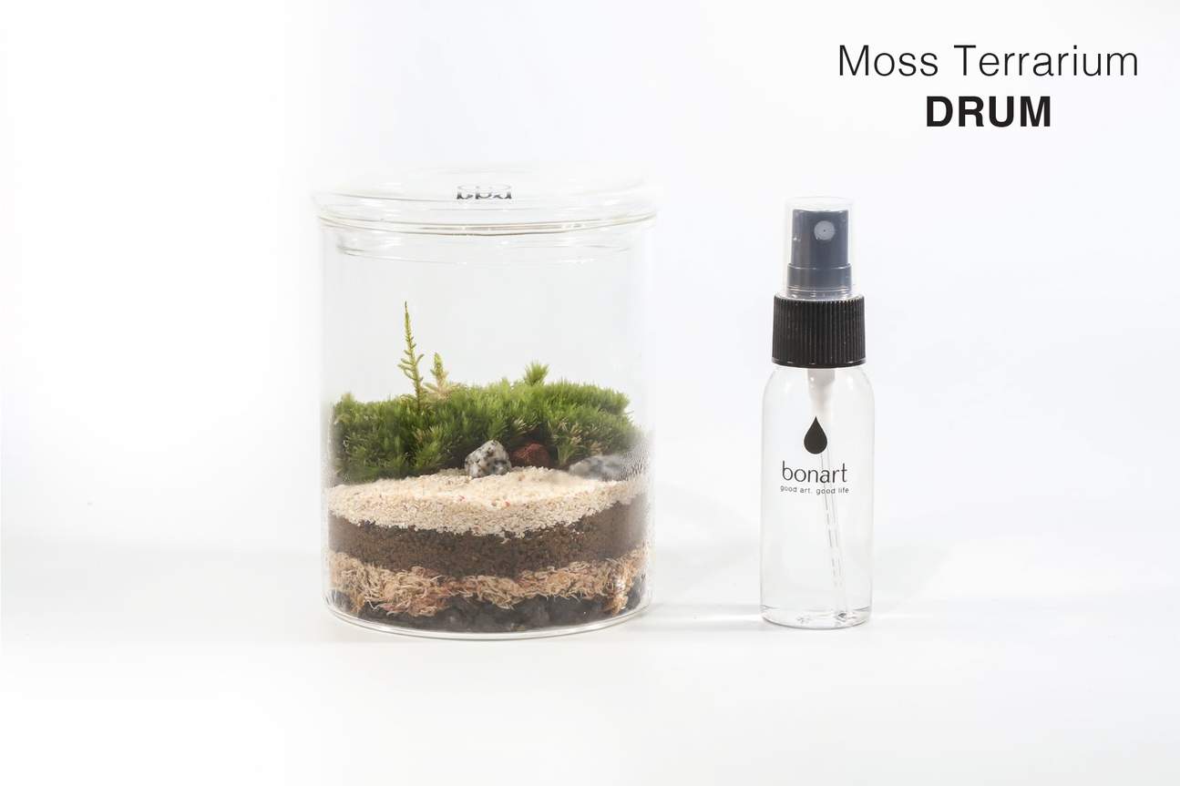 Bonart - Moss Terrarium | Succulent Terrarium | Kokedama | Mounted Fern ...