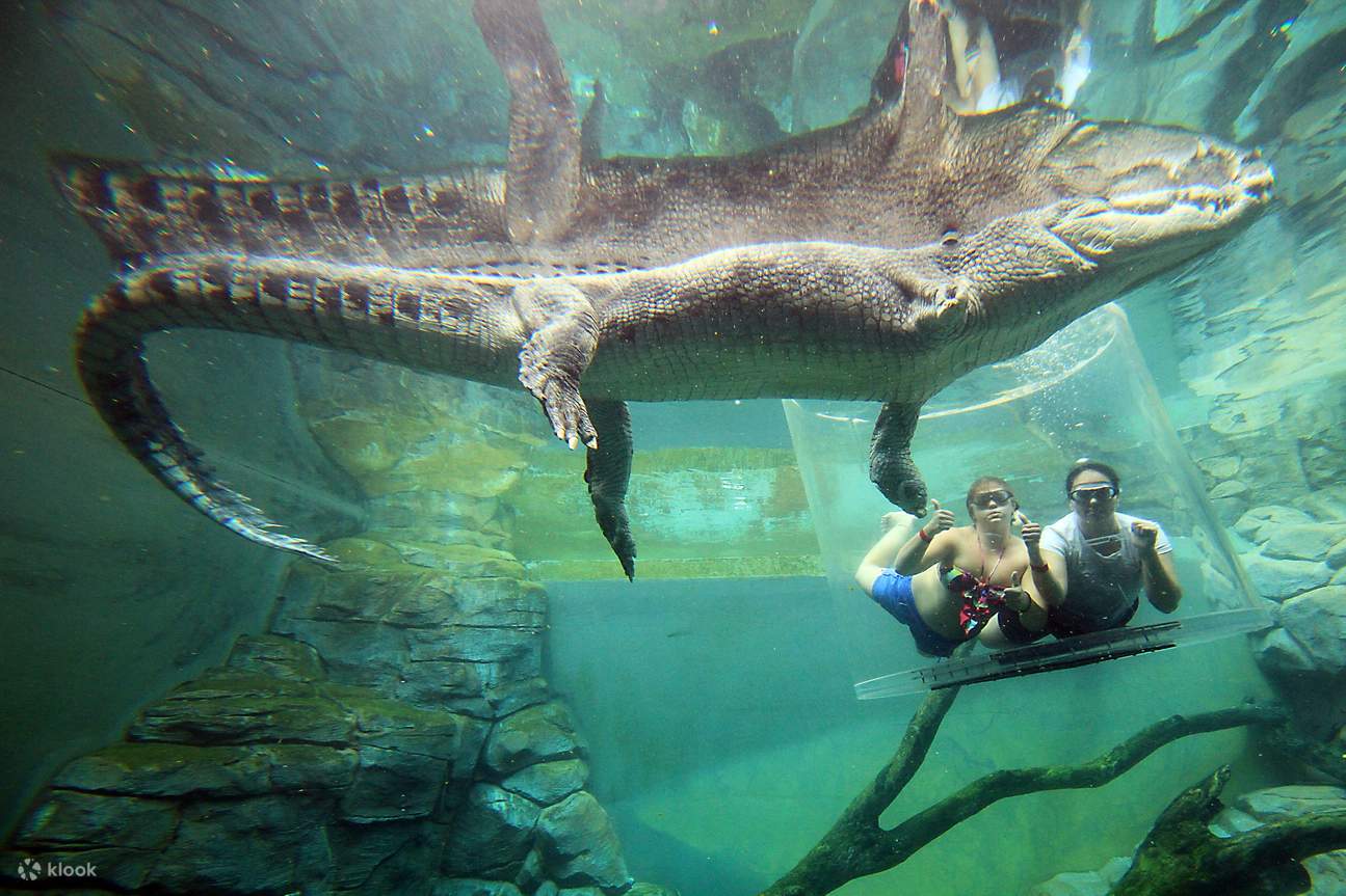 กิจกรรมดำน้ำกับจระเข้