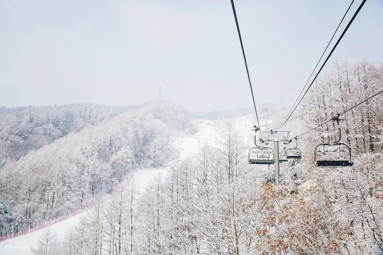 Jisan Forest, Yangji Pine, Konjiam, Bears Town Ski Resort Private Car Charter from Seoul 