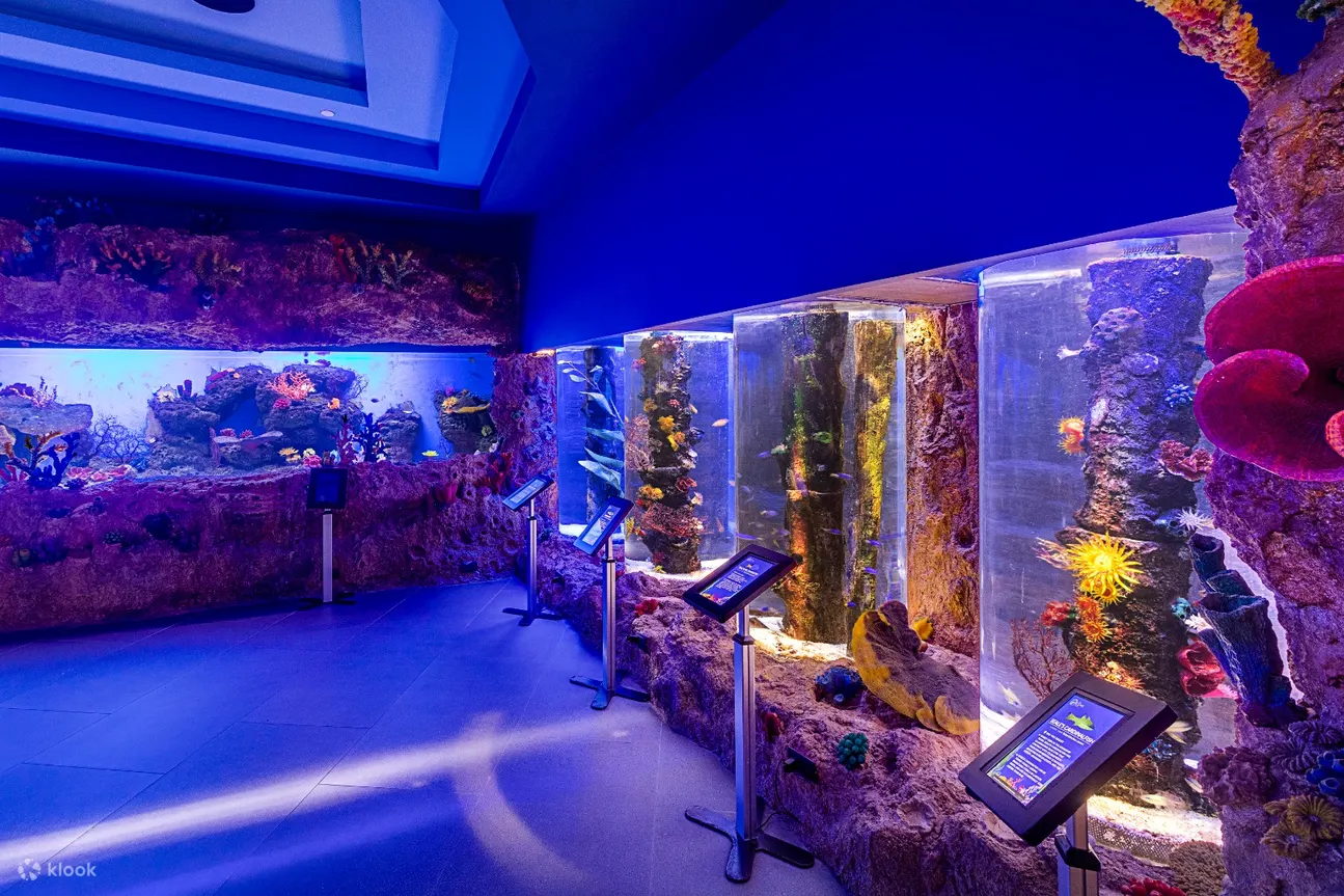 灯光昏暗却色彩缤纷的水族馆