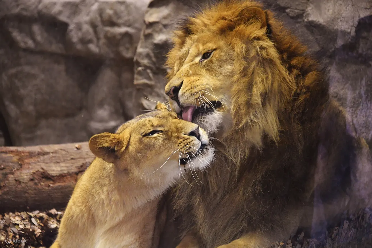 よこはま動物園ズーラシア チケットの予約 Klook よこはま動物園ズーラシア チケットの予約 Klook
