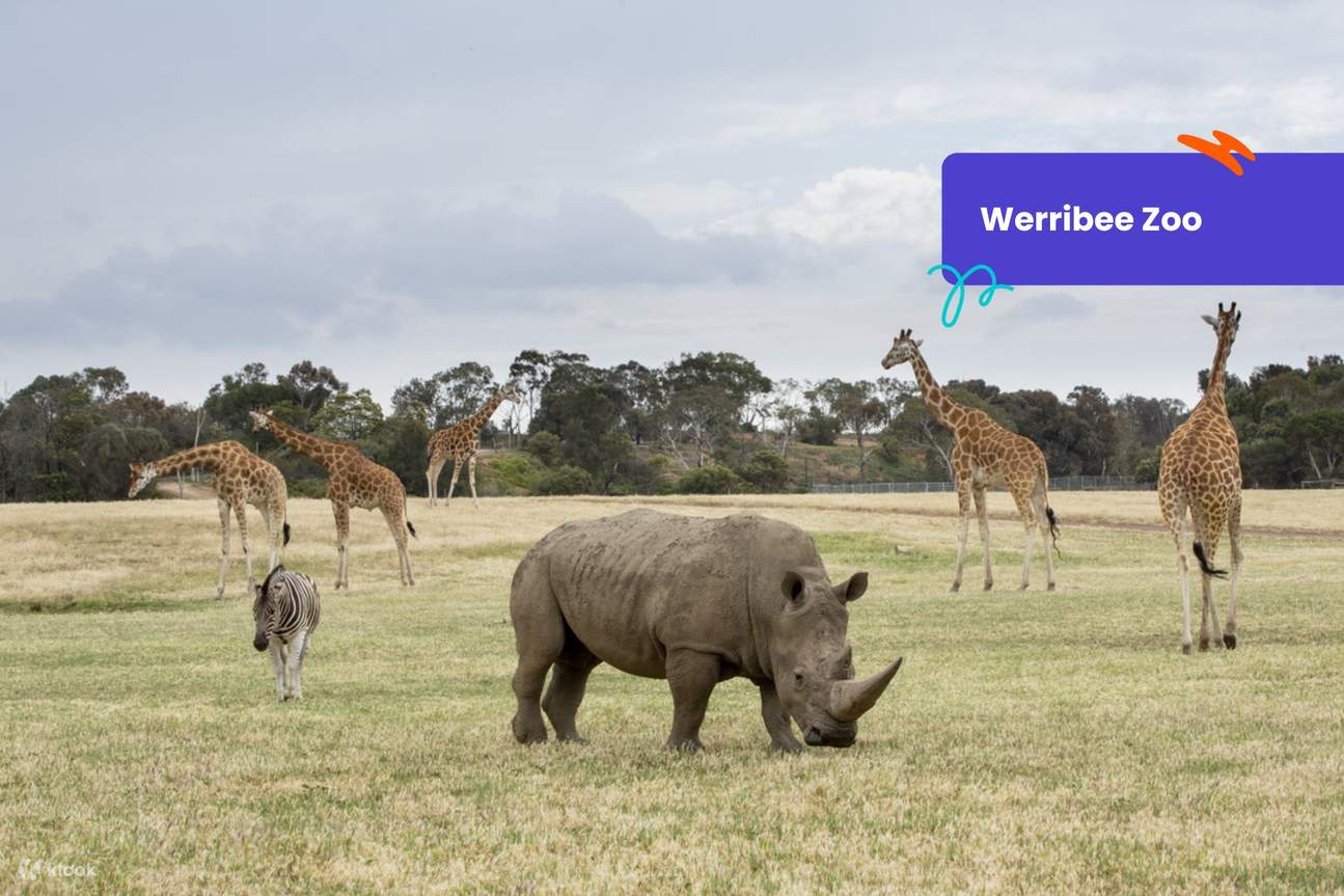 Werribee Open Range Zoo 