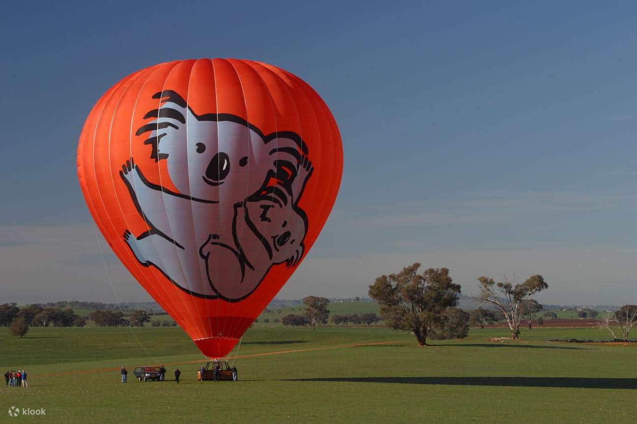 koala hot air balloon