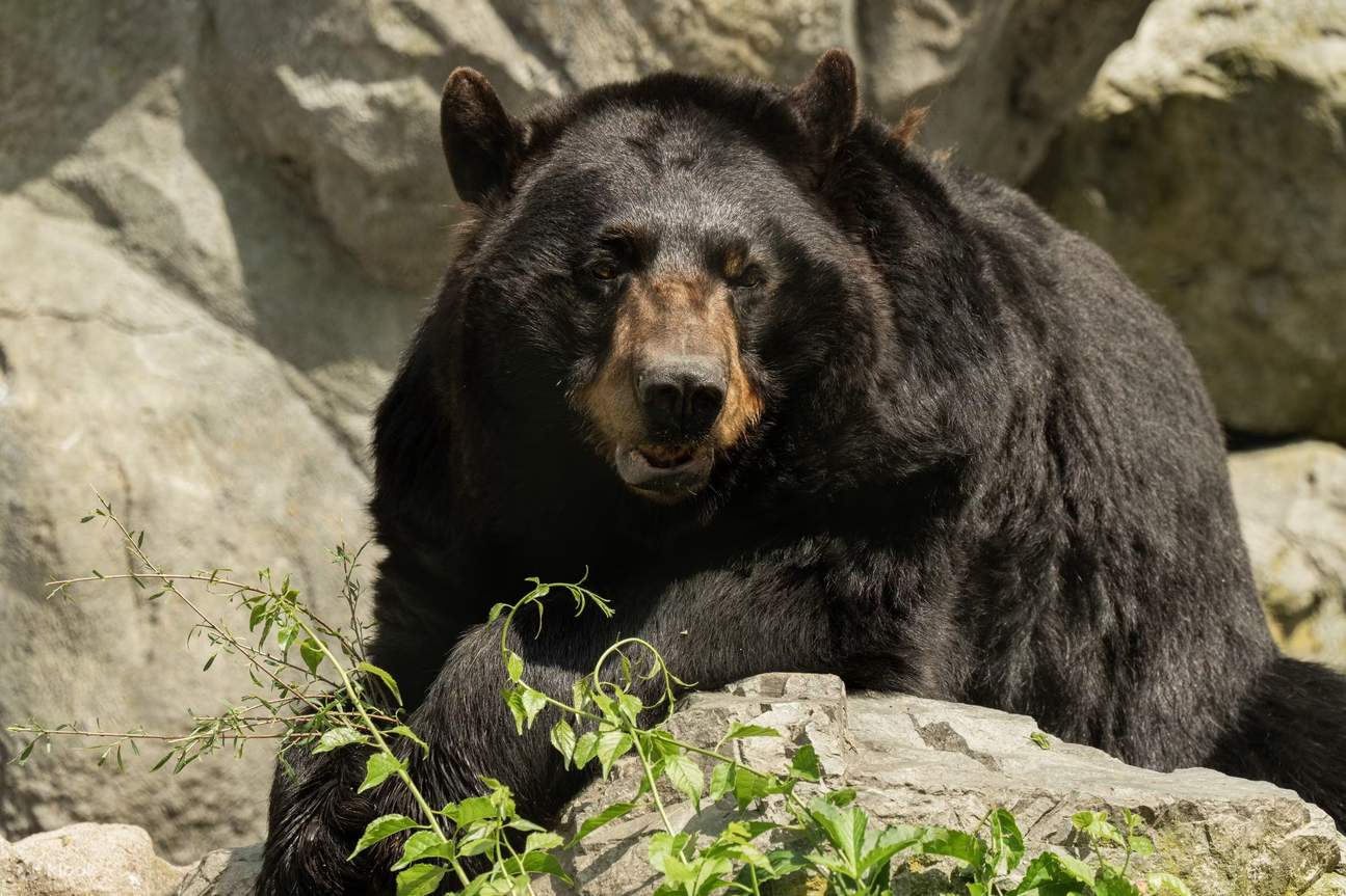 บัตรสวนสัตว์สโตนในสโตนแฮม