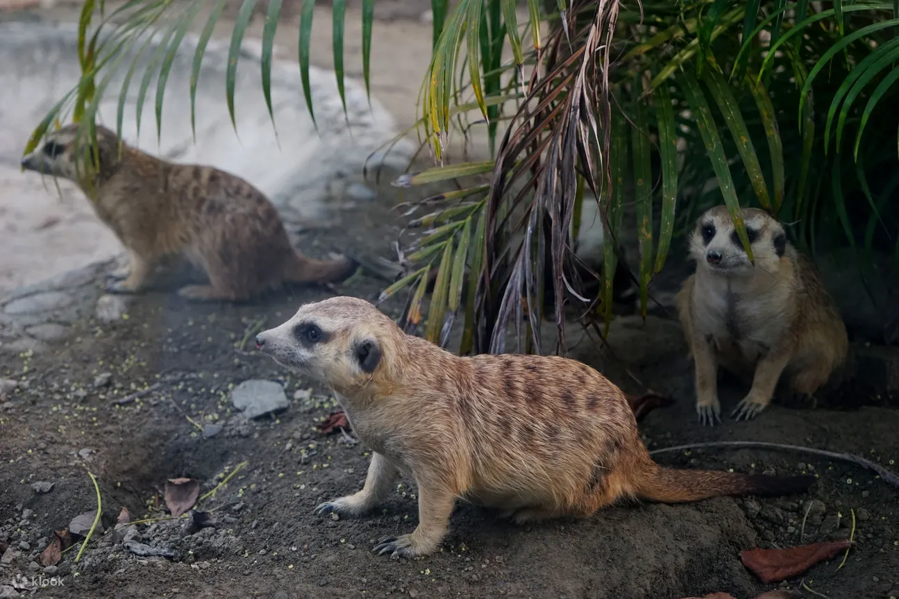 頑皮世界野生動物園