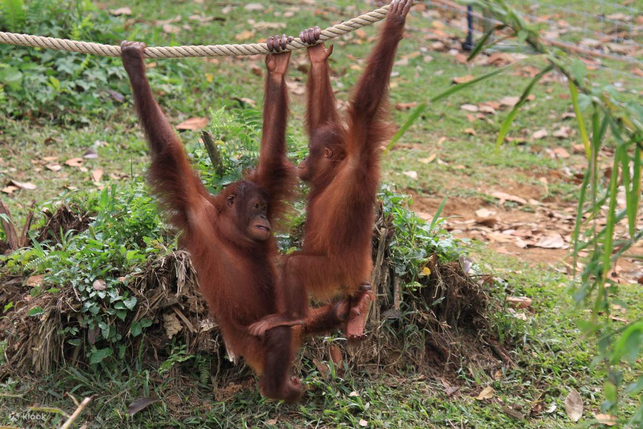 orangután moviéndose. 