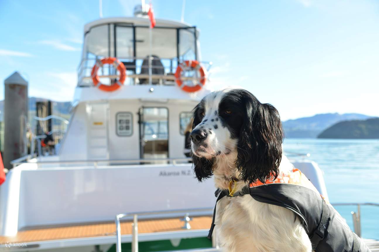 Cani esperti nell'avvistamento di delfini
