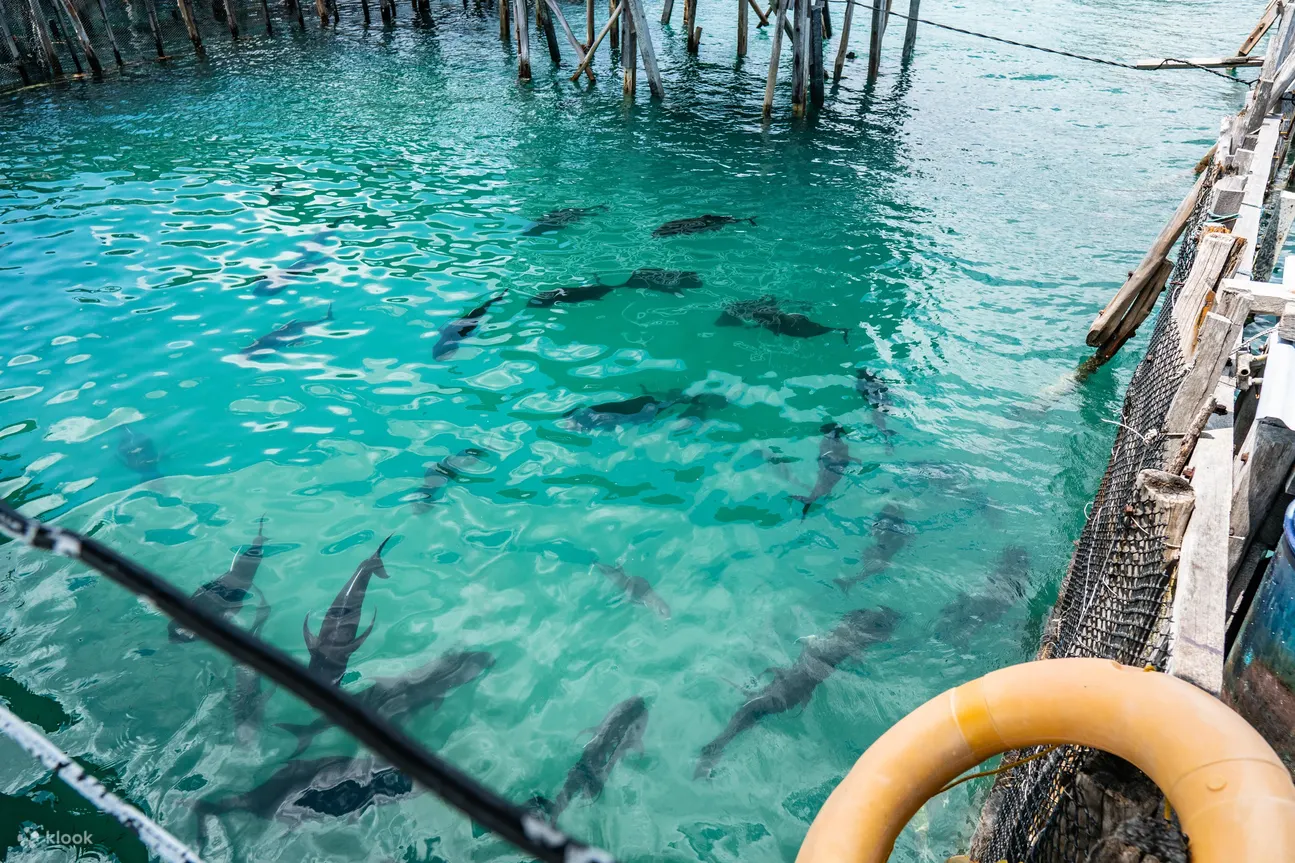 海里的鱼