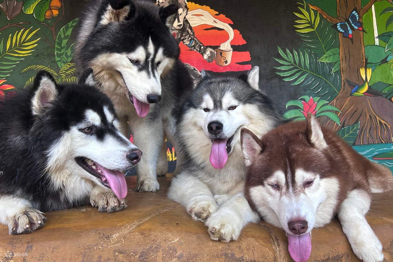 Happy Husly Cafe Huskies