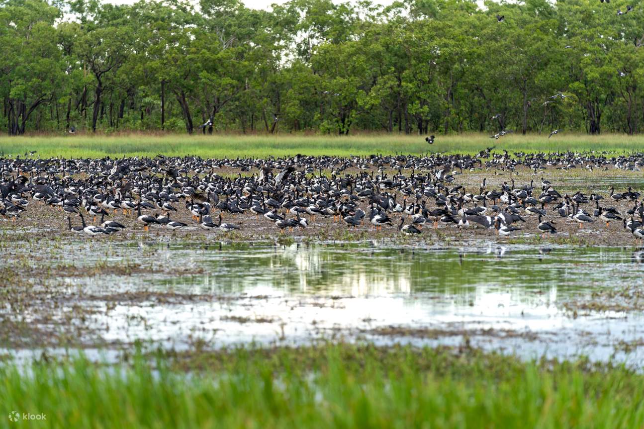 Différentes espèces d'oiseaux