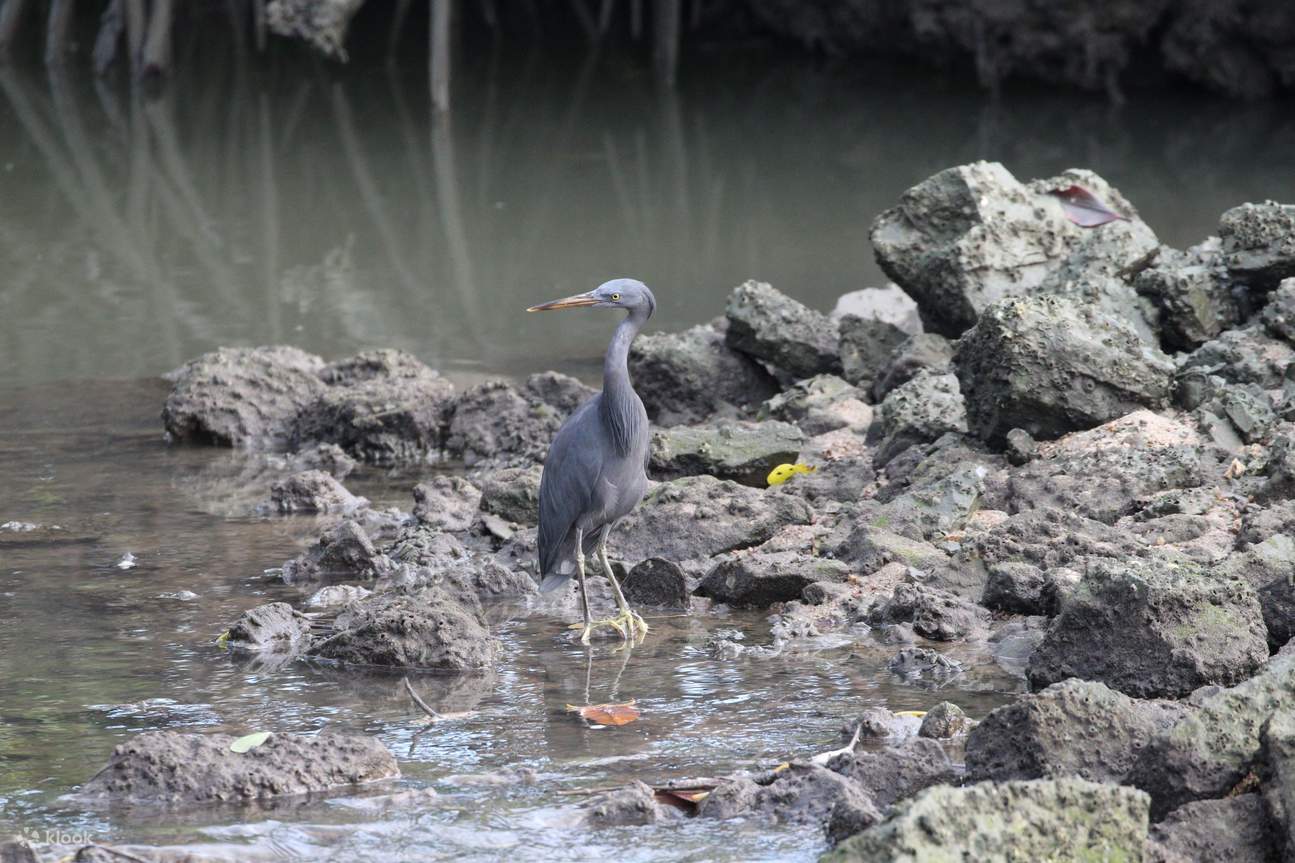 물가를 따라 거니는 우아한 물새들.