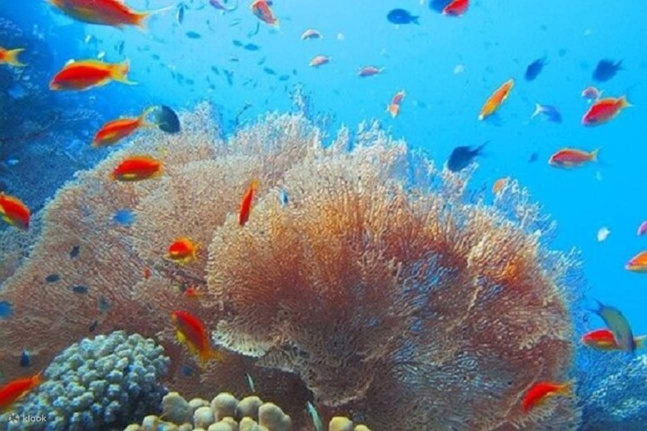 Perjalanan Laut Snorkeling Sehari Penuh ke Coral Gardens & Makan Tengah Hari – Marsa Alam