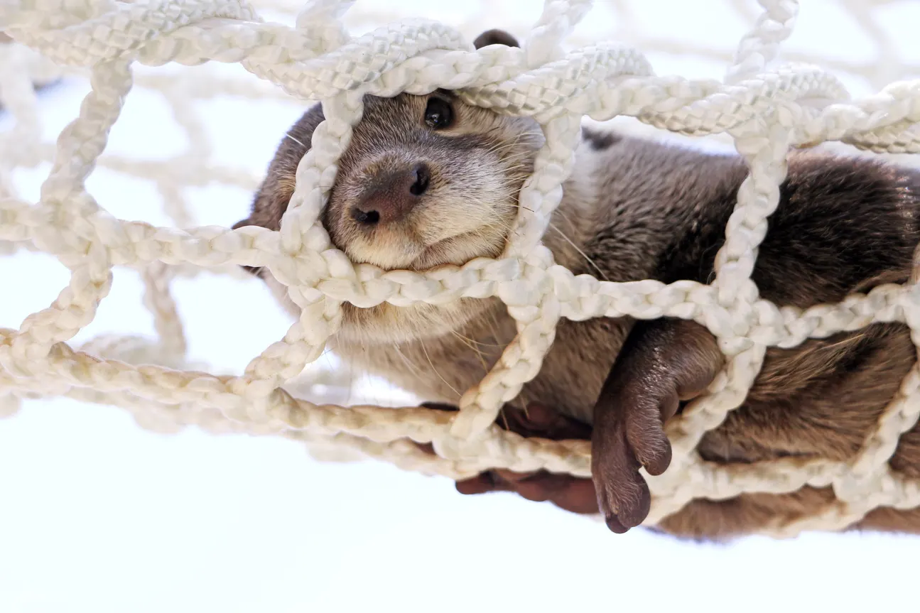 Let's observe cute marine animals up close!