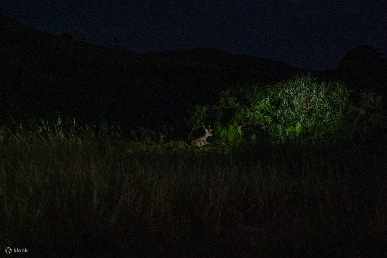 綠島深度玩樂攻略｜世界級潛點浮潛體驗 x 鬼斧神工秘境跳水 x 夜訪梅花鹿及人文景點解說