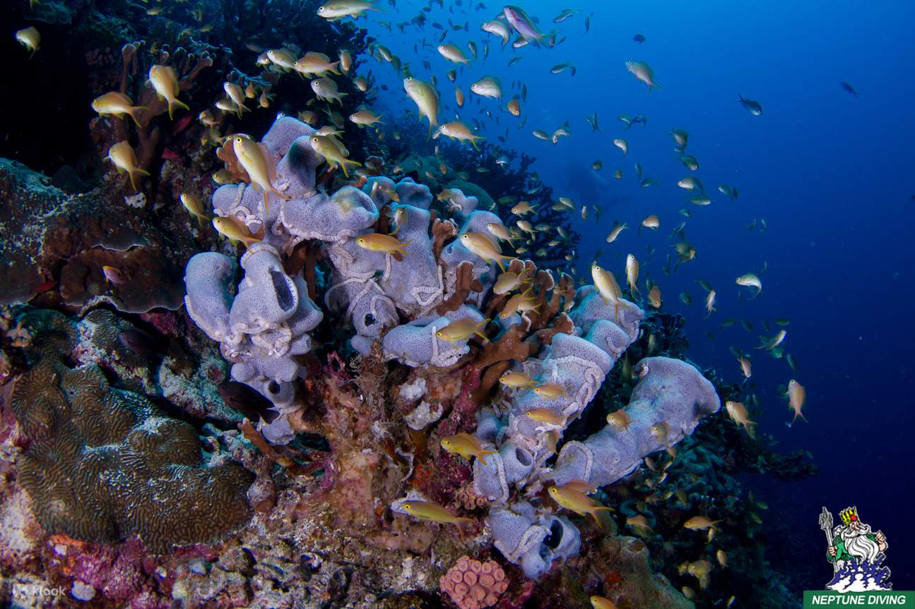 Perjalanan menyelam Pulau Pescador