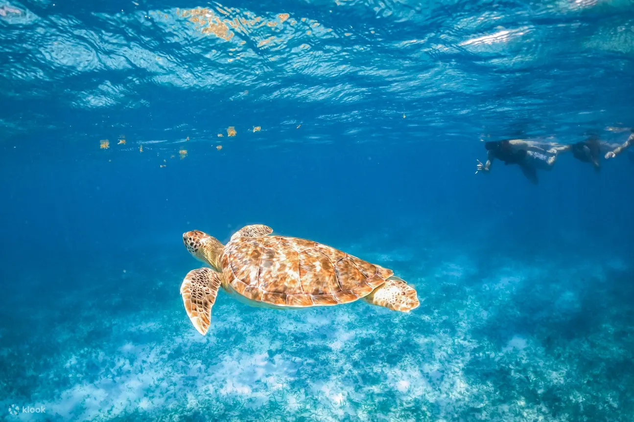 在自然栖息地与海龟一起浮潜并发现其他海洋生物