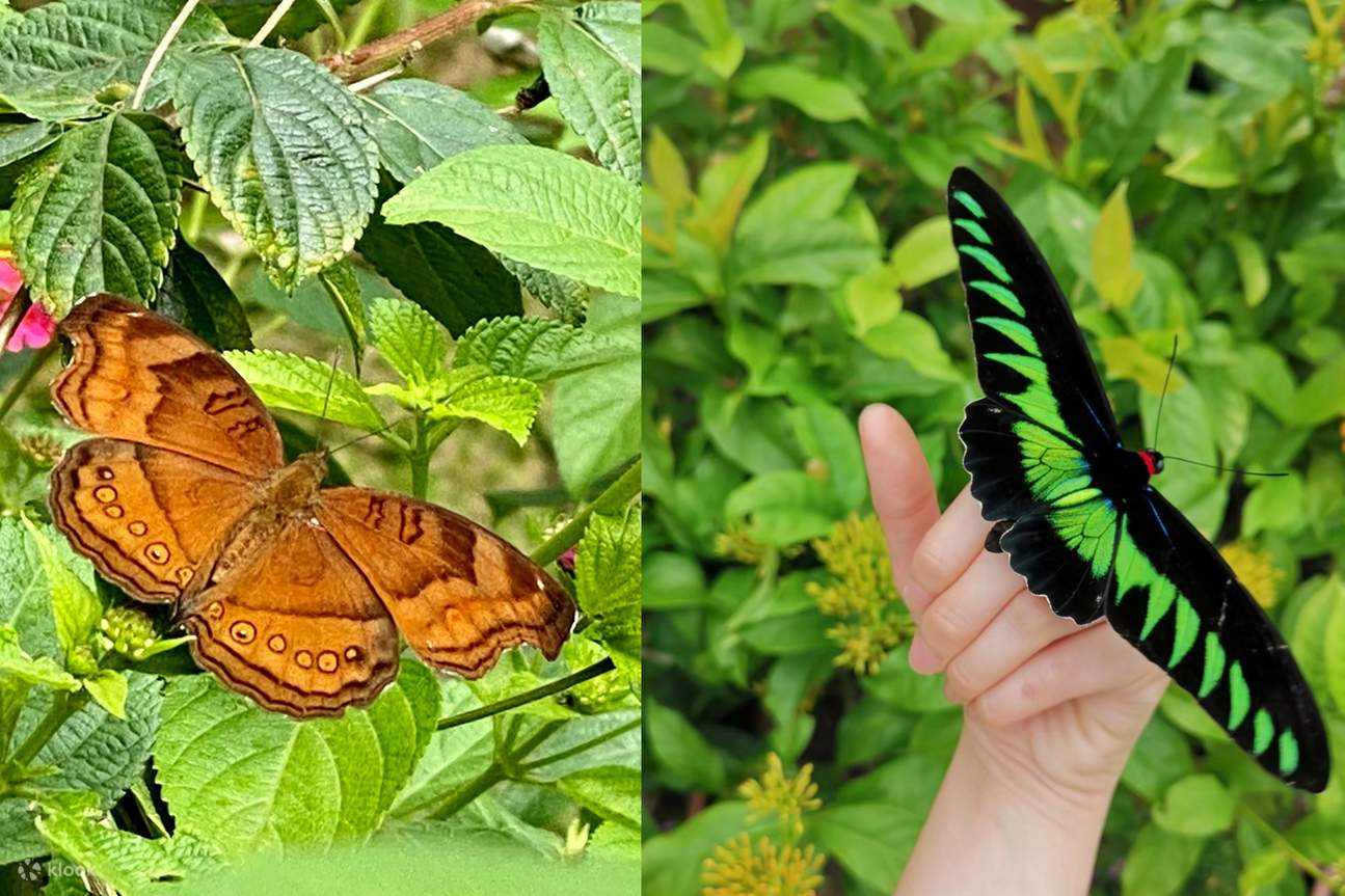 Butterfly Garden Insectarium Ticket In Kuala Selangor Klook butterfly-garden-insectarium-ticket-in-kuala-selangor-klook