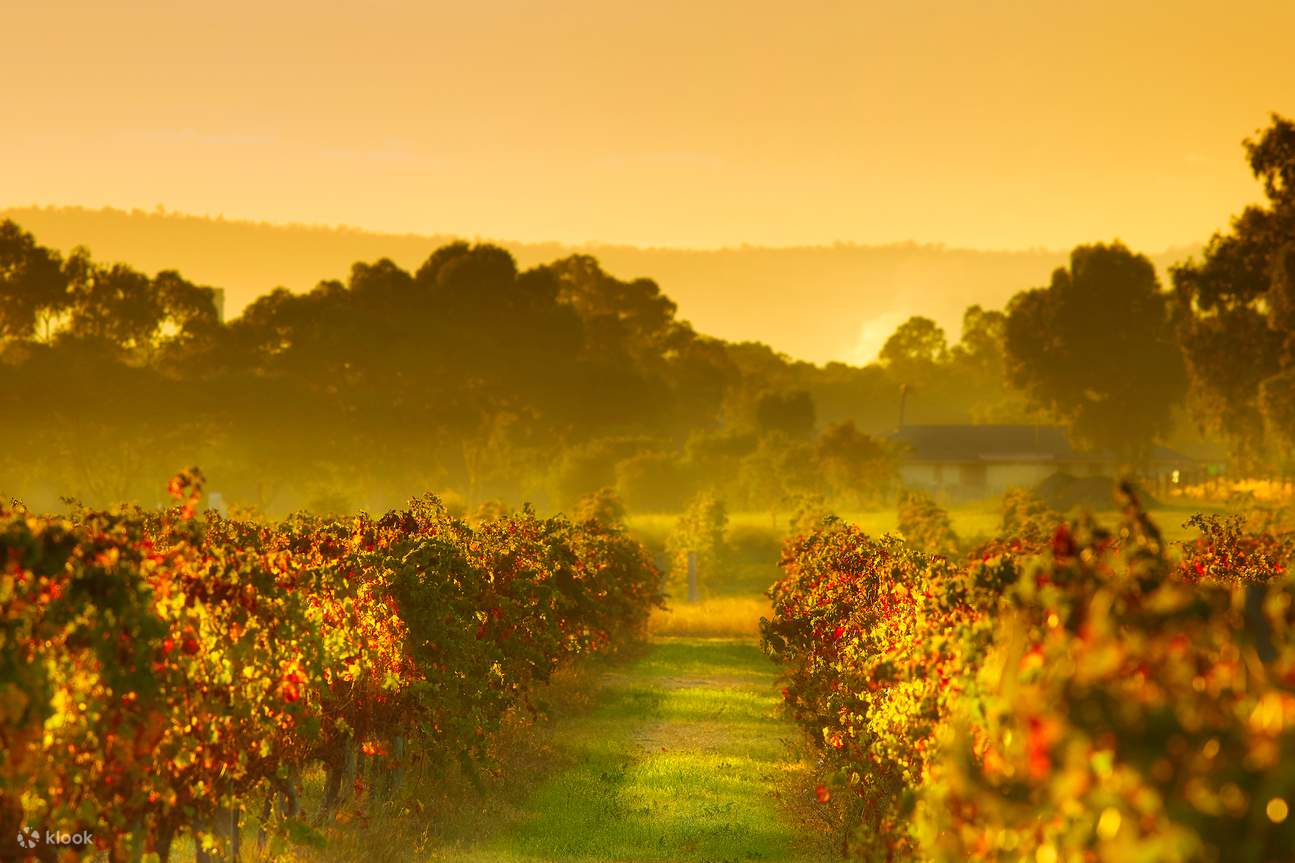 Swan Valley Wineries Cruise Tour Klook Hong Kong