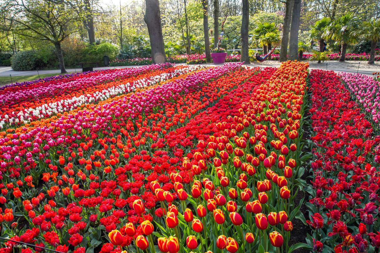Keukenhof