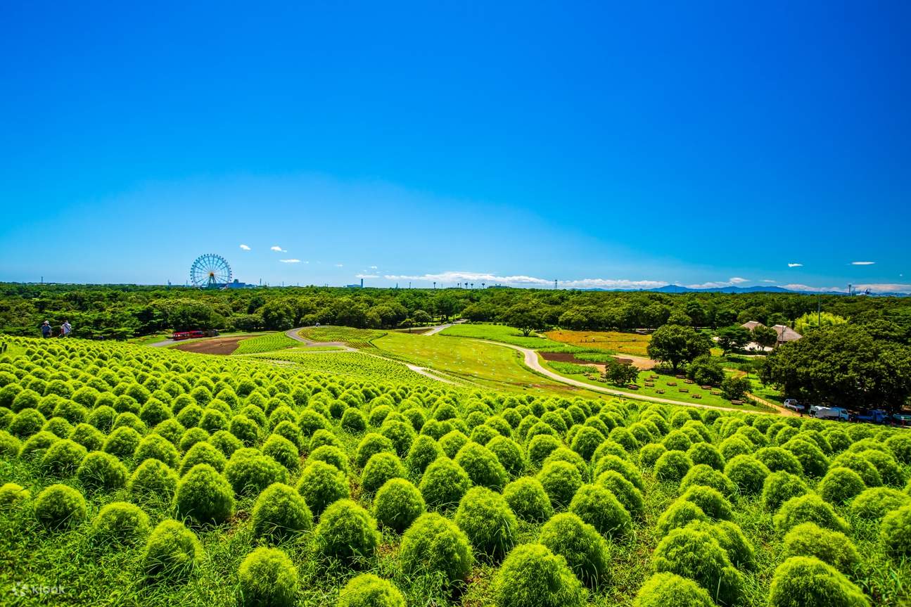茨城日帰り旅行】国営ひたち海浜公園ネモフィラの丘＆大洗磯前神社