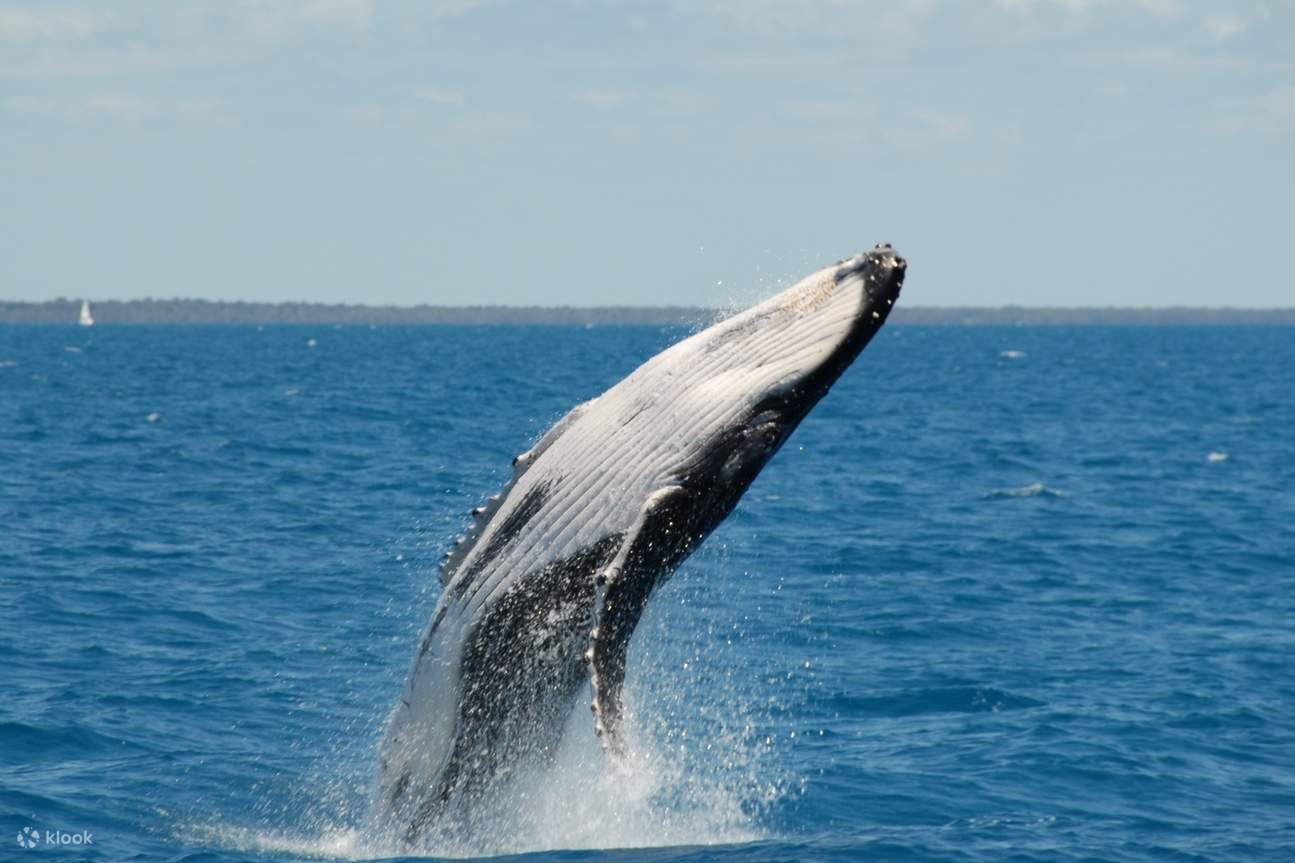 ハーベイ・ベイ ホエールウォッチング パッケージ