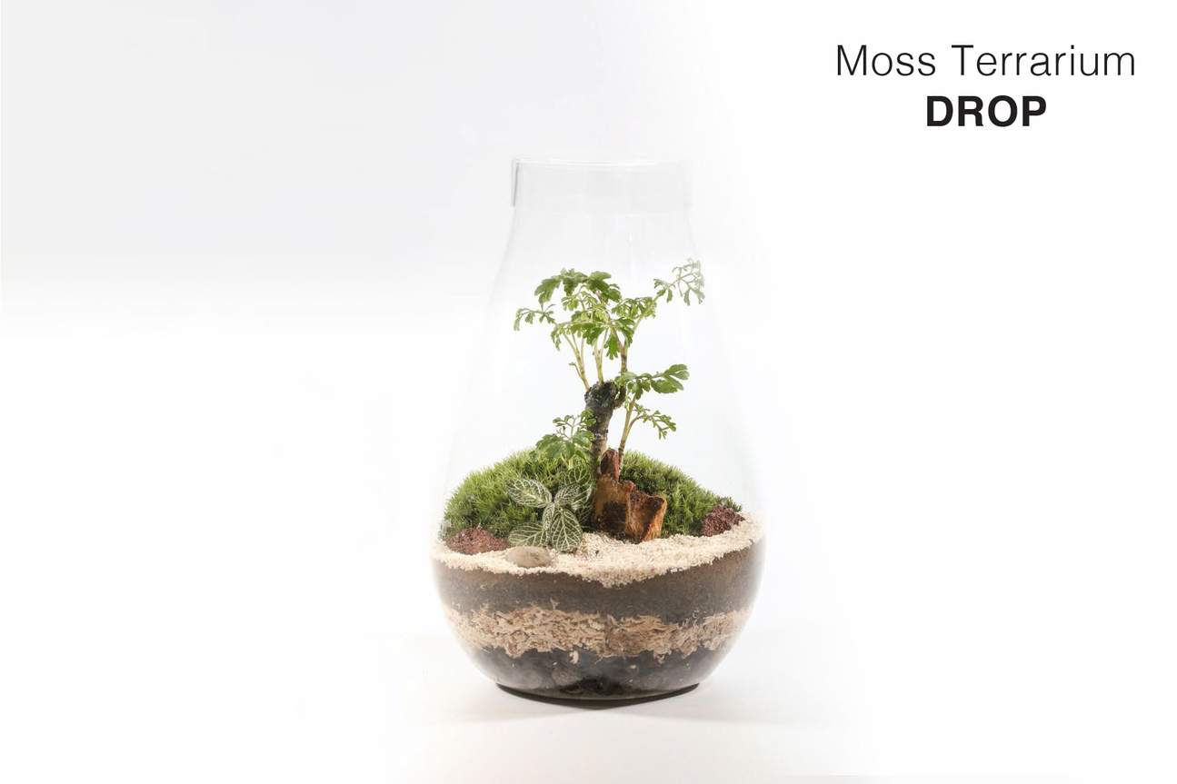 Bonart - Terarium Lumut | Terarium Lezat | Kokedama | Pakis Terpasang ...