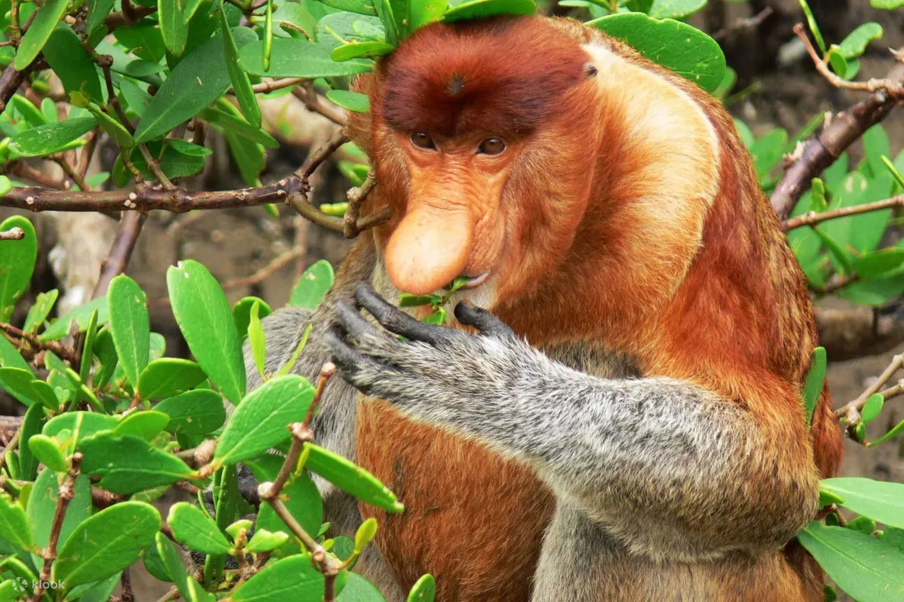 2D1NSarawakBakoNationalParkTourwithNightSafariWalk.webp