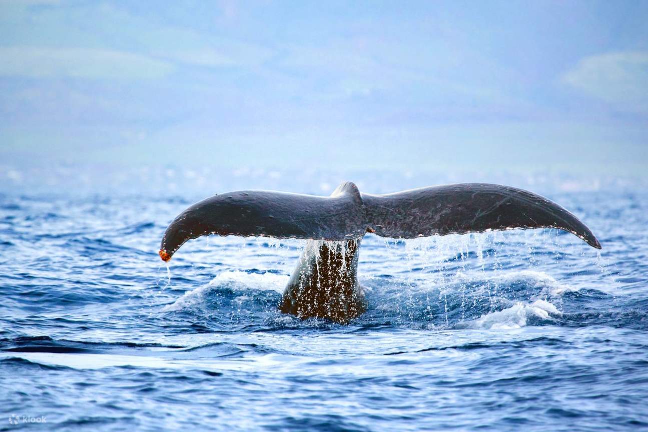 ハワイマウイ島クジラ置物 ホエールウォッチング ハワイ | マウイ島 