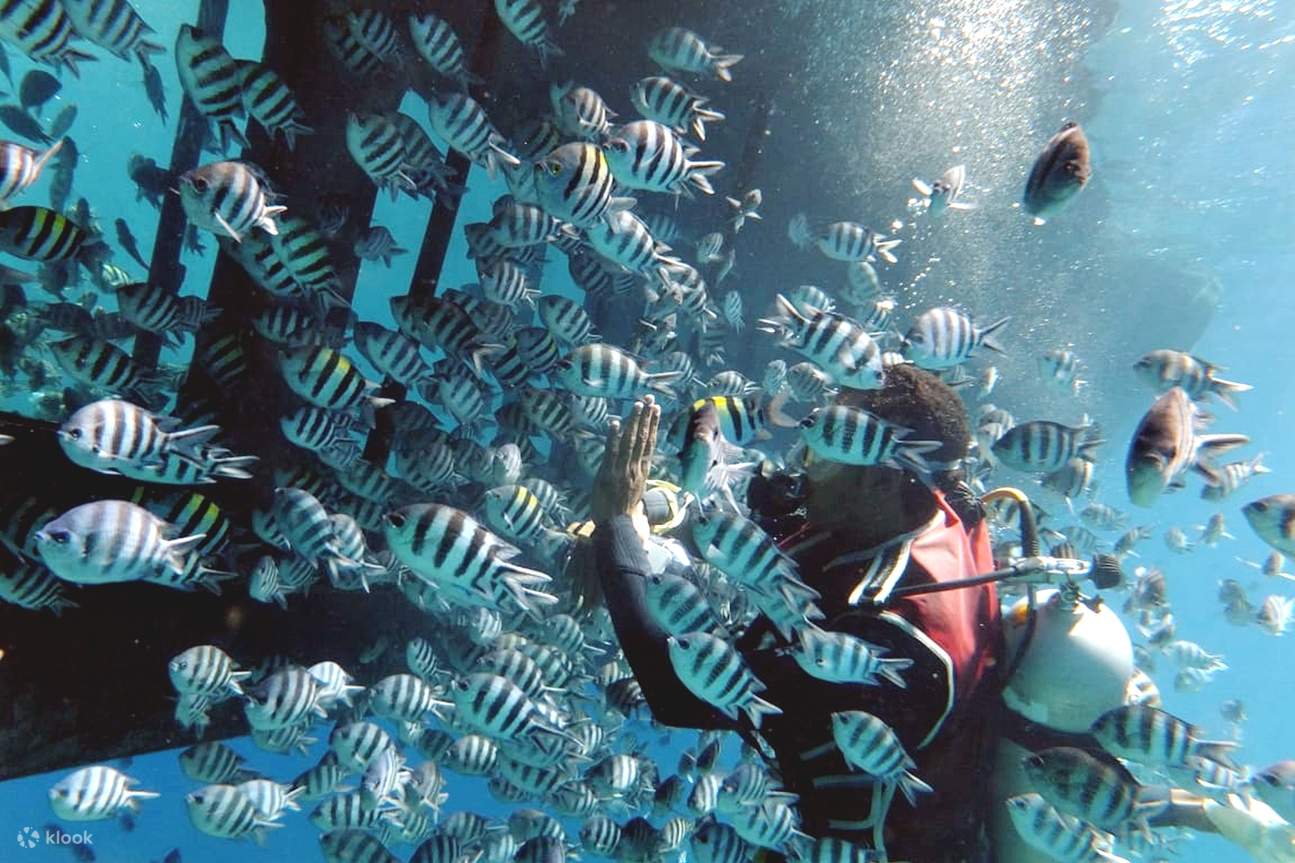 Aventure sous-marine en mer Rouge : Semi-sous-marin et plongée avec tuba