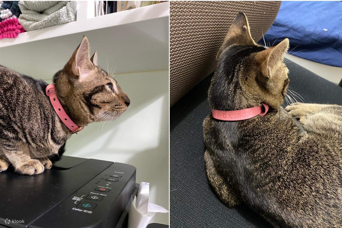 ピンクのペットベルト