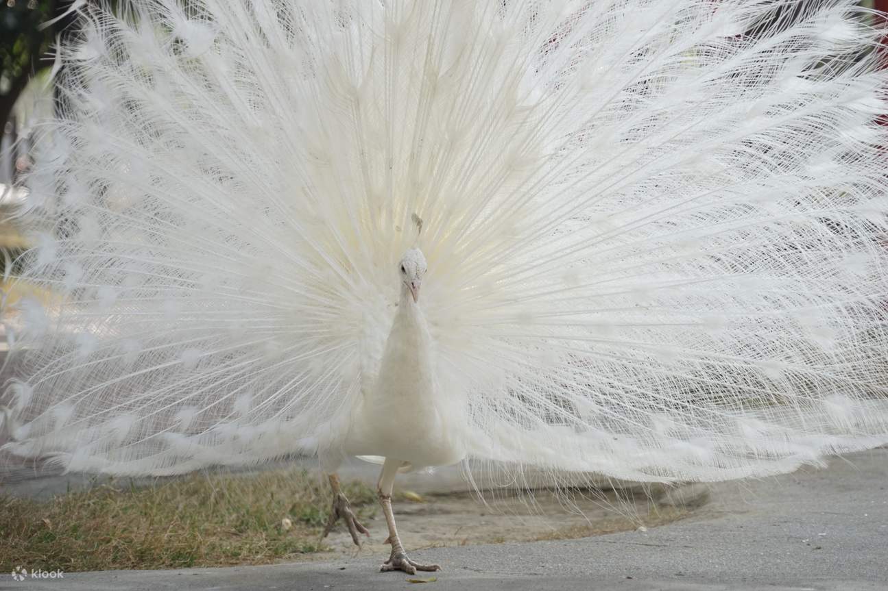頑皮世界サファリ動物園