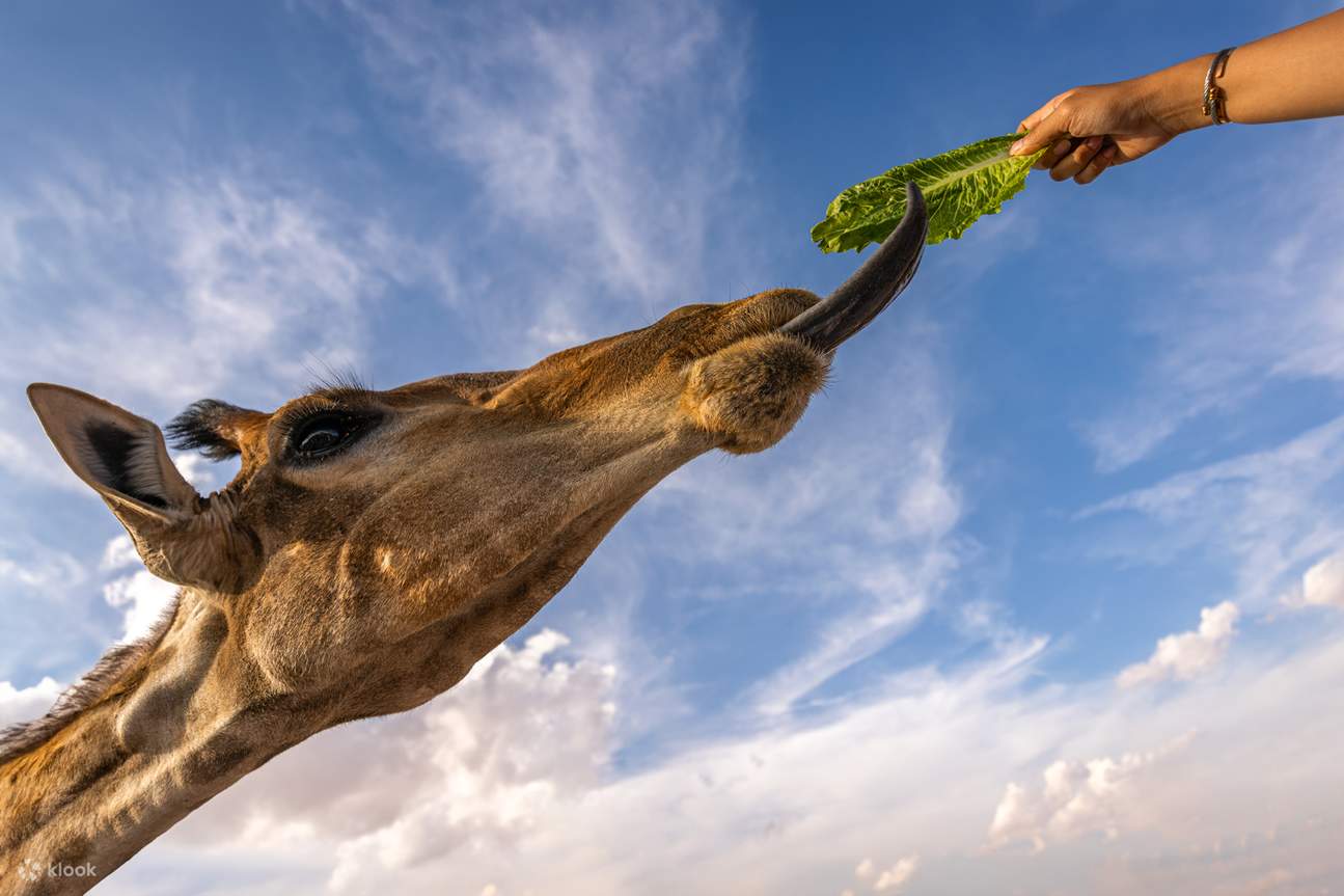 ノファリゾート デイパス