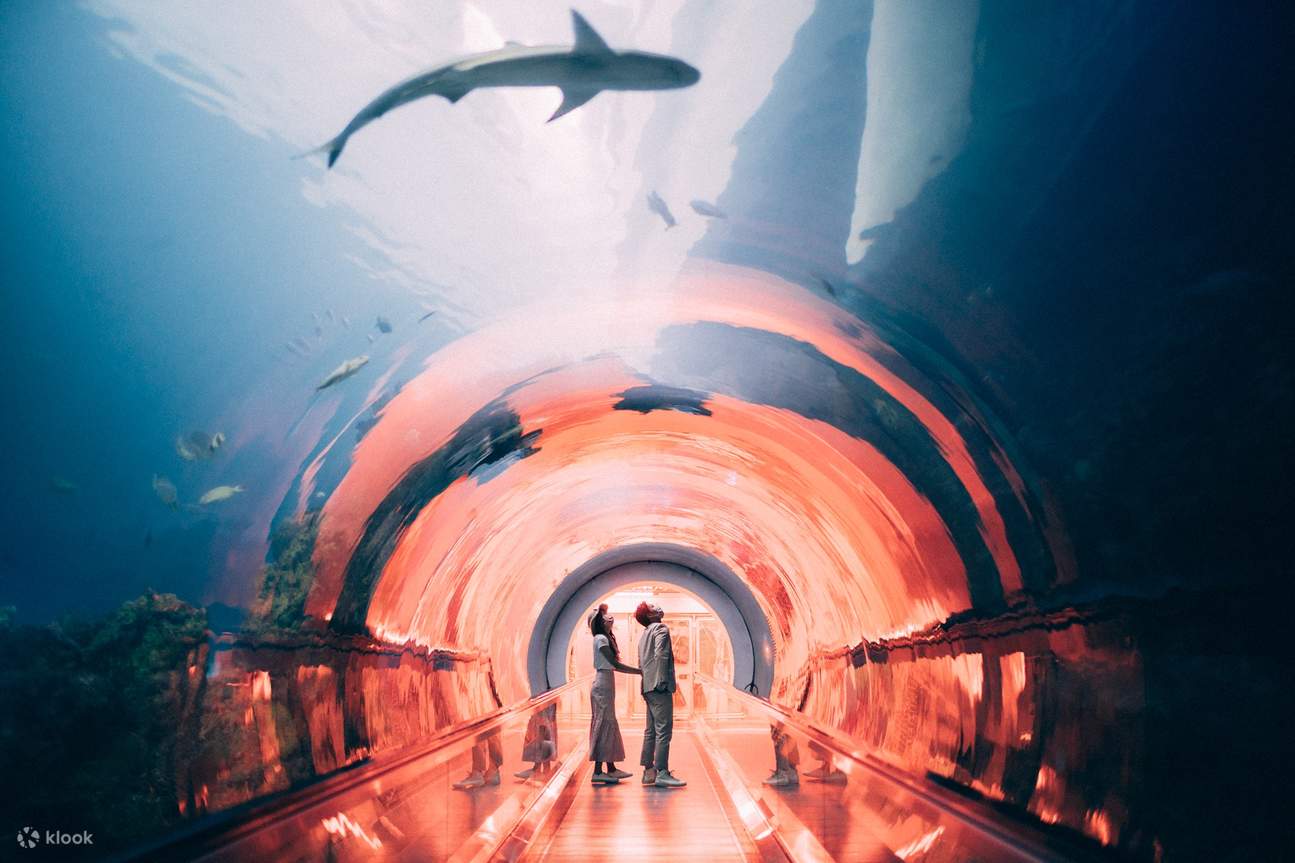 漫步海底隧道，欣賞眼前湛藍神秘的海洋世界