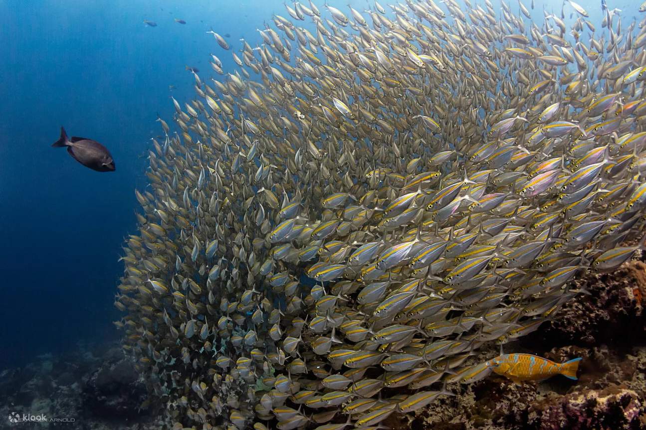 Devenez plongeur Nitrox à Koh Phangan et plongez dans un monde de possibilités enrichies : des plongées plus longues, des coraux éclatants et des merveilles marines attendent votre exploration.