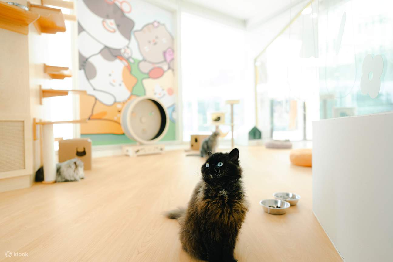 Билет в Nekoland by The Polliwogs