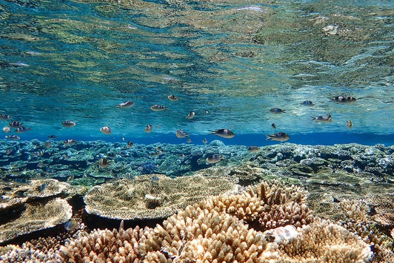 [Isla Ishigaki/1 día] ¡Disfrute del mar y el río en un día! Monumento Natural Manglar SUP/Canoa y Esnórquel en la Cueva Azul
