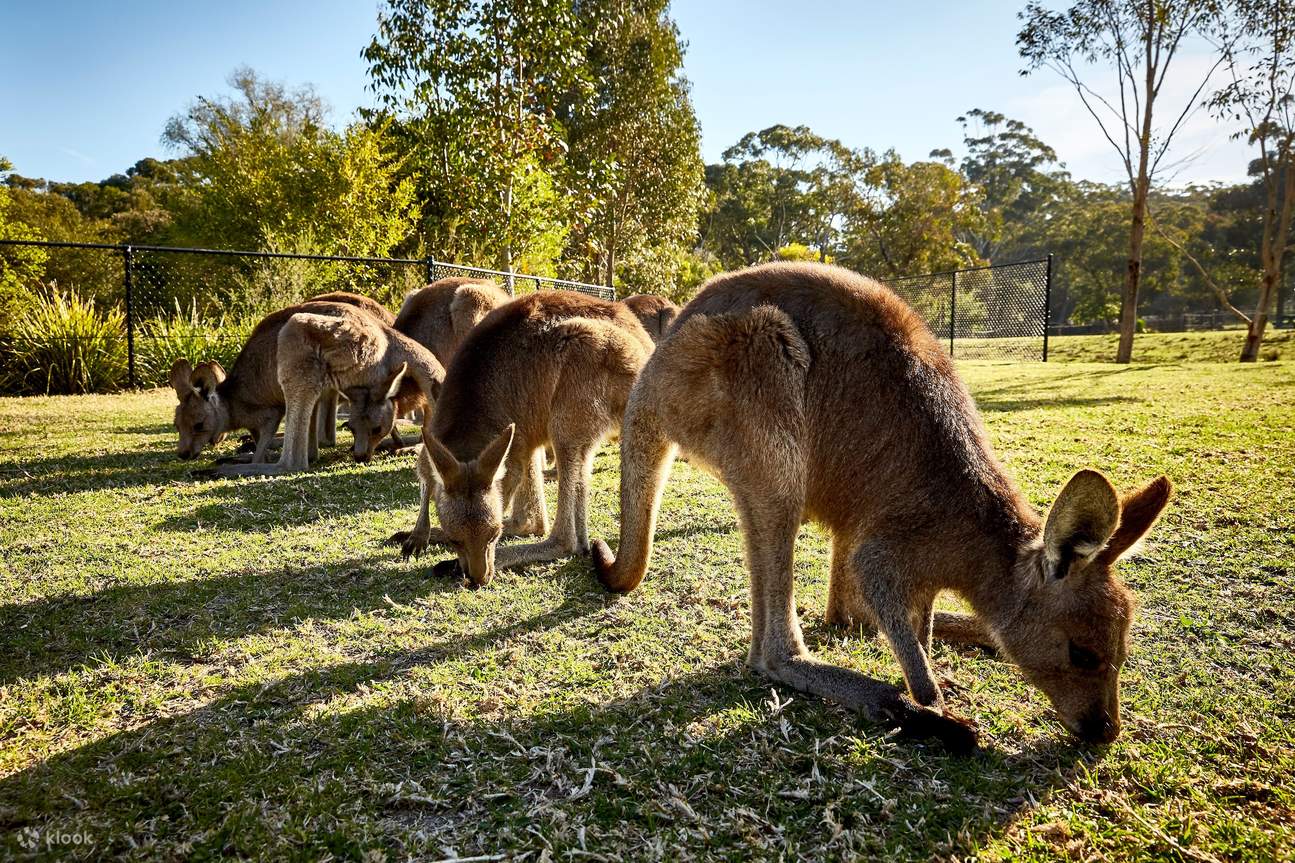South Coast Escape: Kiama, Royal National Park & Grand Pacific