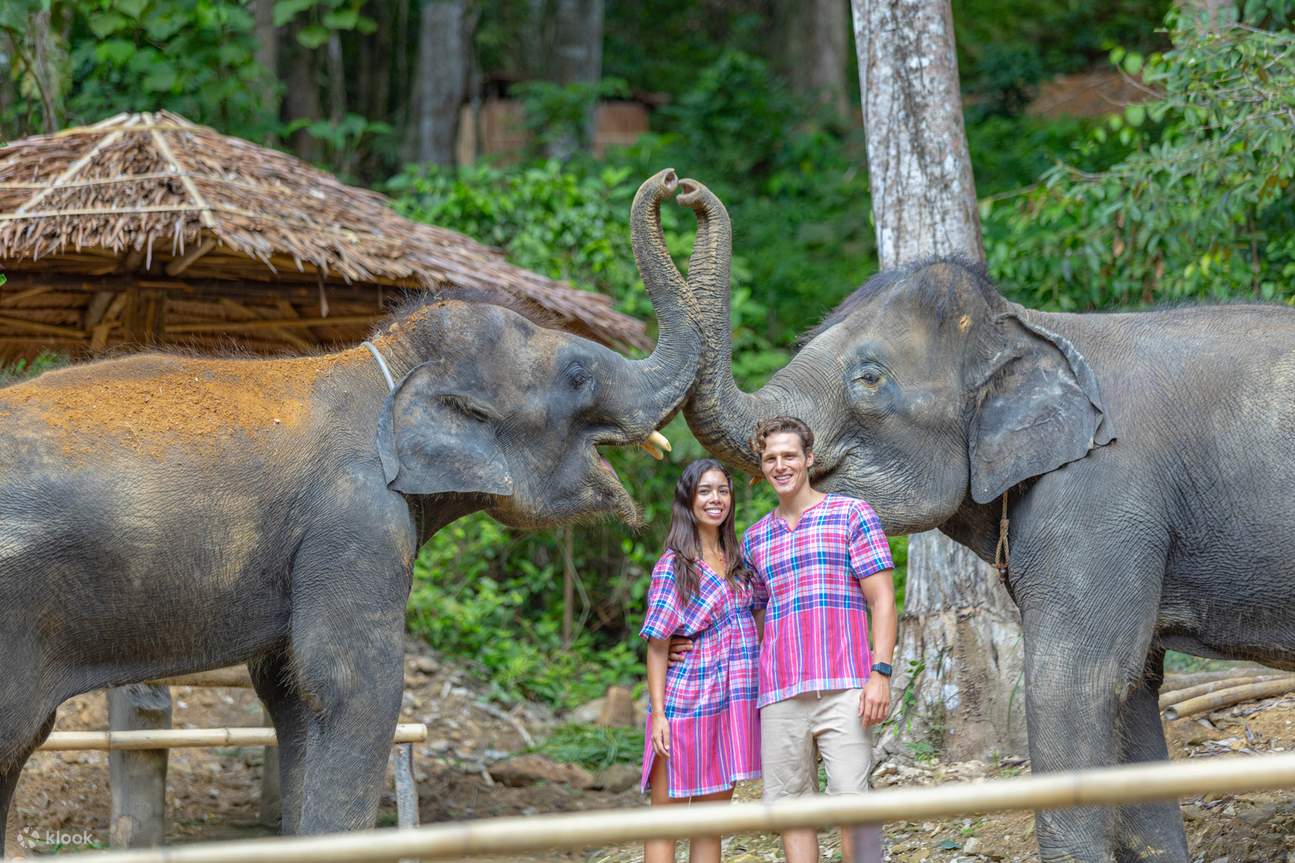Immortalisez d'adorables moments avec nos éléphants doux et attachants.