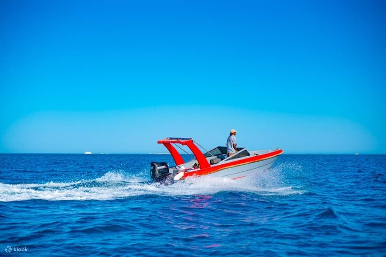 ว่ายน้ำกับโลมา ทัวร์ทะเลด้วยสปีดโบ๊ทกึ่งส่วนตัว - ฮูร์กาดา