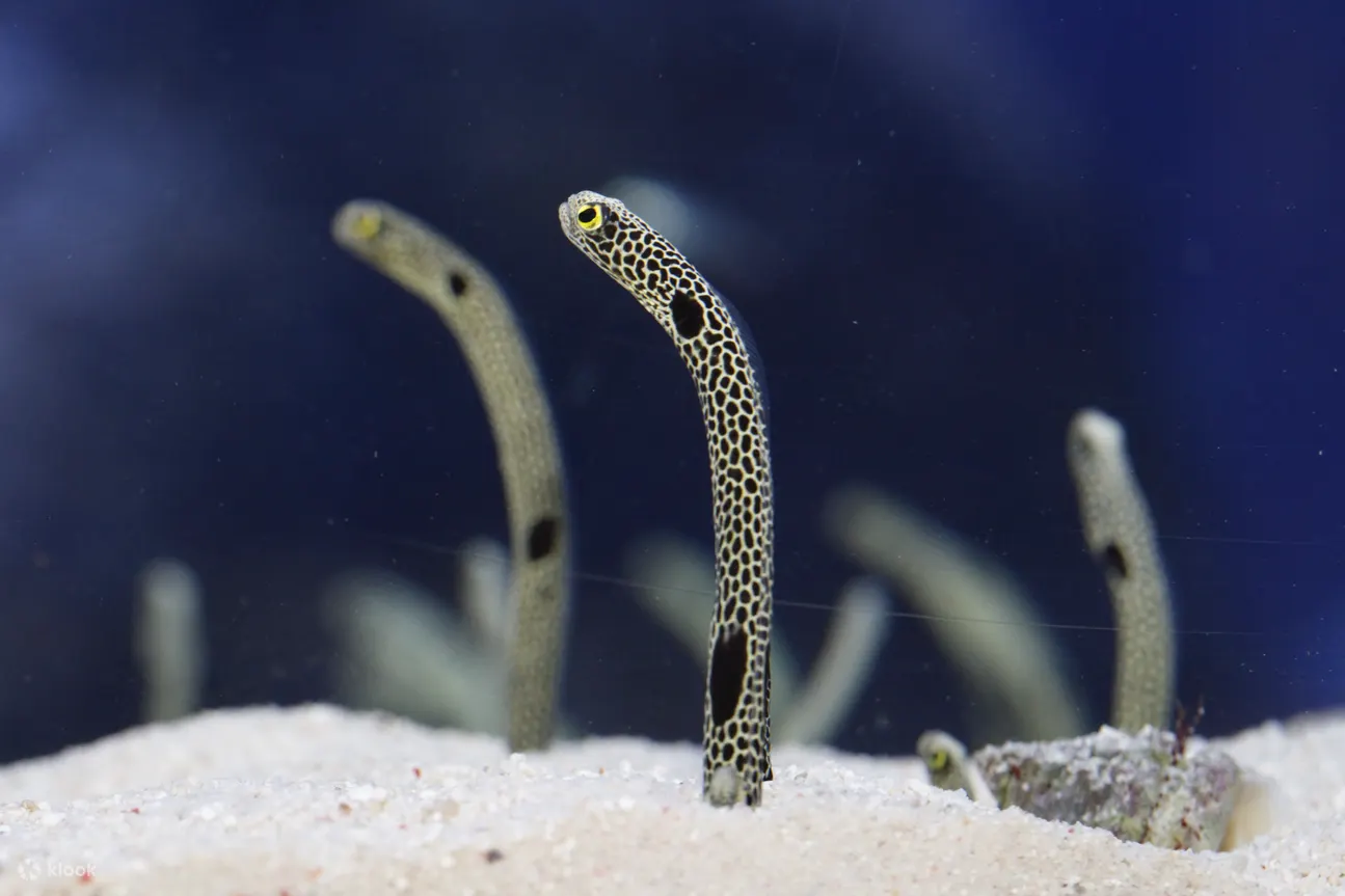 墨田水族馆