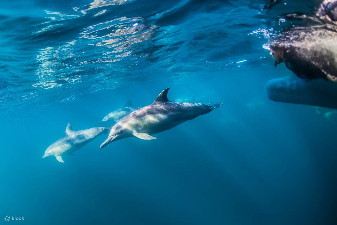 Wild dolphin watching in Port Stephens