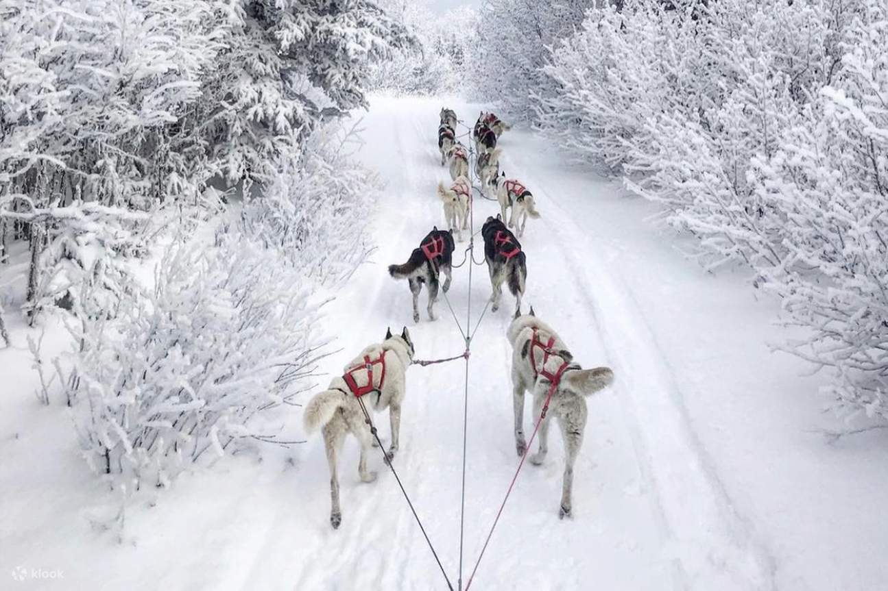 アラスカ州フェアバンクスへの犬ぞり日帰り旅行 | Klook