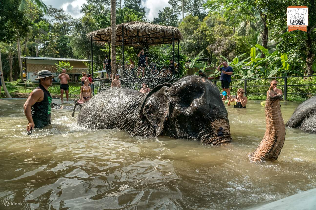 Experience Shower elephant