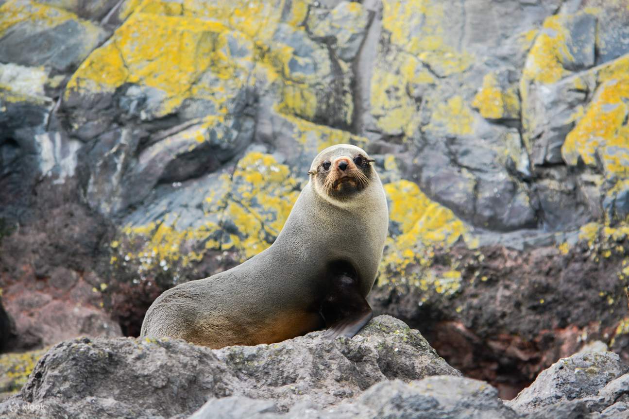 Otaria orsina della Nuova Zelanda