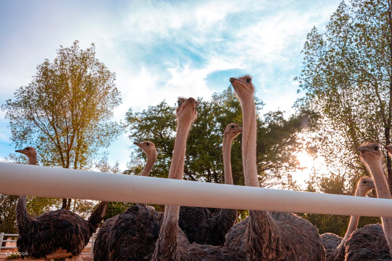 诺法度假村一日通行证