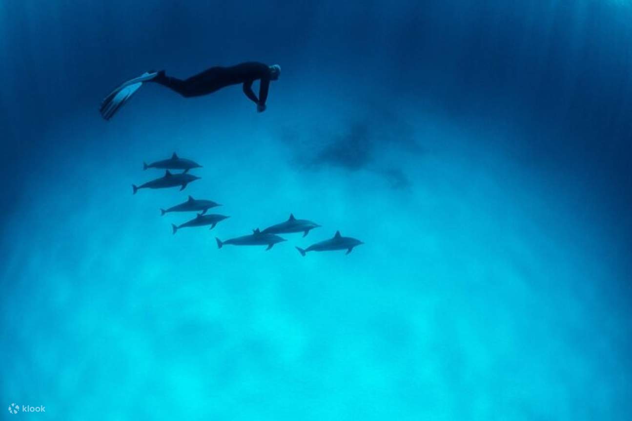 Nage avec les dauphins, excursion VIP de plongée en apnée avec déjeuner - Hurghada
