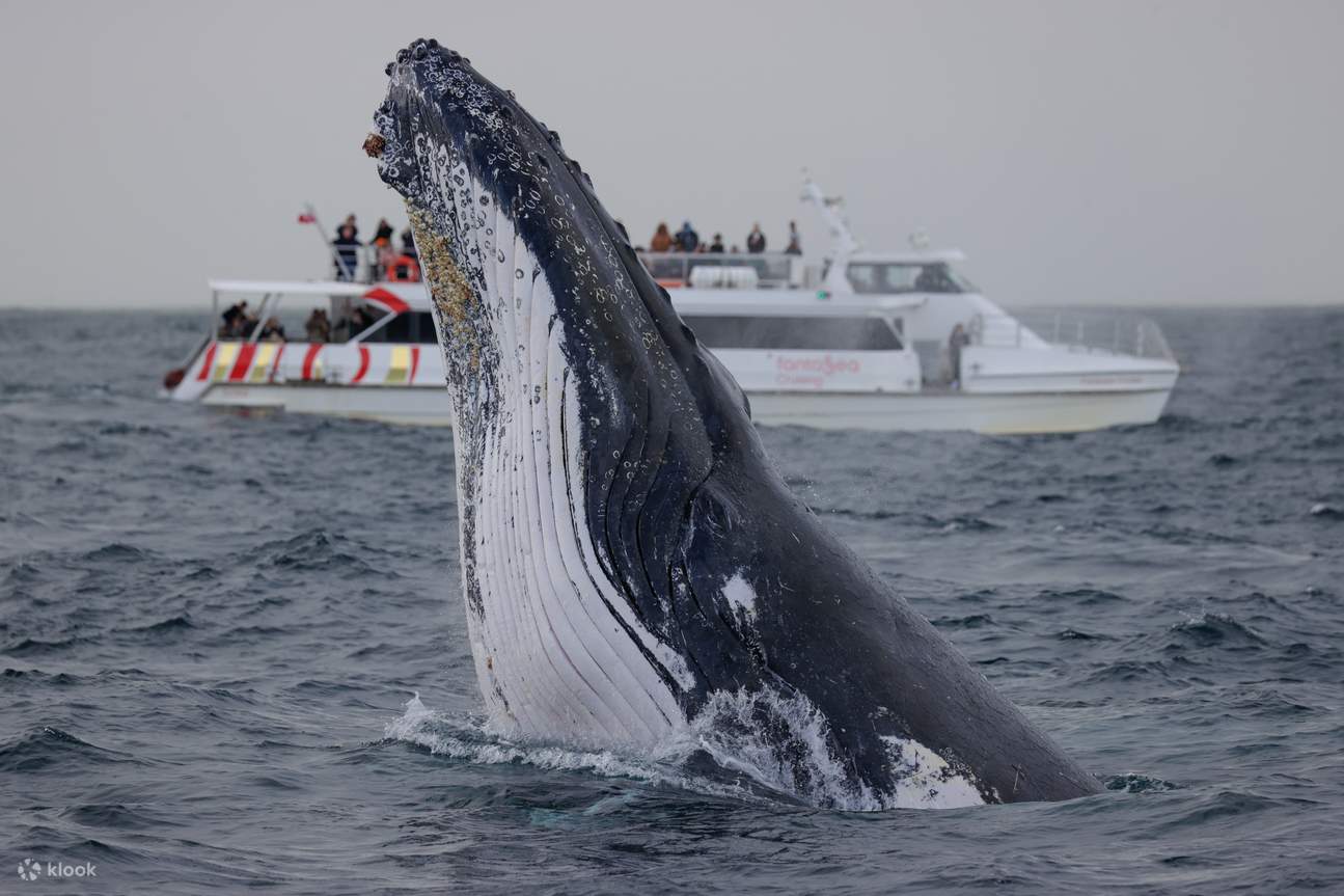2Hour Whale Watching Sydney Harbour Cruise by Fantasea Klook United States