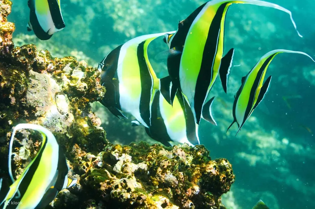 在清澈的海水中浮潜，探索拱门周围充满活力的海洋生物