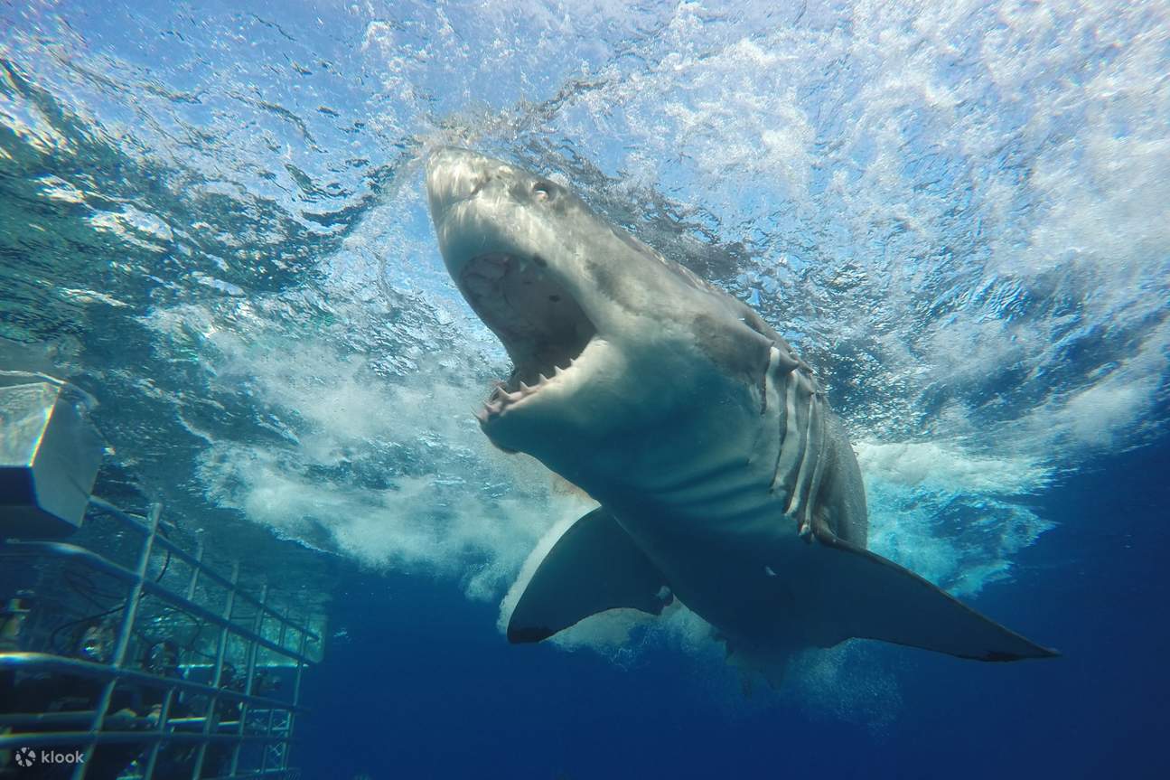 Unterwasser-Wochenendabenteuer in Port Lincoln