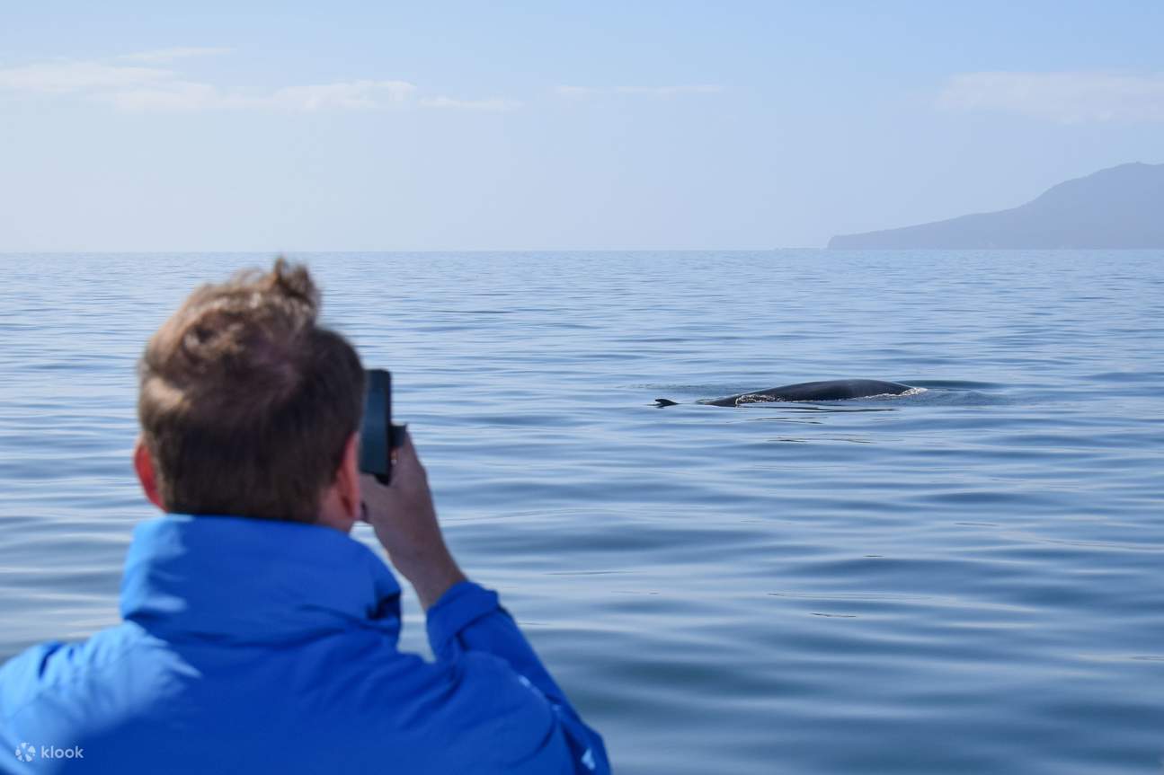 Crucero Safari de Ballenas y Delfines en Auckland